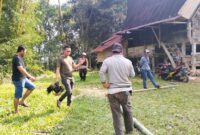 Unit Resmob Polres Torut saat membubarkan judi sabung ayam, di Lembang Bangun Lipu, Kecamatan Balusu, Kabupaten Toraja Utara, Senin (23/10/2023). Foto: Dok (humas).