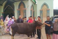 Bupati Toraja Utara, Yohanis Bassang, diwakili Sekda Torut Salvius Pasang saat menyerahkan hewan Qurban jenis sapi di halaman Masjid Nuruttaqwa Bolu di terima langsung oleh imam Masjid Rusli Kadir,. S.Ag, M.Ag di halaman Masjid Nuruttaqwa Bolu di lorong pegadaian, Kelurahan Tallunglipu, Kecamatan Rantepao, Kabupaten Toraja Utara, Minggu 16 Juni 2024 siang. Foto Dok:( Erlin/inspirasipos.com).