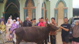 Bupati Toraja Utara, Yohanis Bassang, diwakili Sekda Torut Salvius Pasang saat menyerahkan hewan Qurban jenis sapi di halaman Masjid Nuruttaqwa Bolu di terima langsung oleh imam Masjid Rusli Kadir,. S.Ag, M.Ag di halaman Masjid Nuruttaqwa Bolu di lorong pegadaian, Kelurahan Tallunglipu, Kecamatan Rantepao, Kabupaten Toraja Utara, Minggu 16 Juni 2024 siang. Foto Dok:( Erlin/inspirasipos.com).