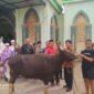 Bupati Toraja Utara, Yohanis Bassang, diwakili Sekda Torut Salvius Pasang saat menyerahkan hewan Qurban jenis sapi di halaman Masjid Nuruttaqwa Bolu di terima langsung oleh imam Masjid Rusli Kadir,. S.Ag, M.Ag di halaman Masjid Nuruttaqwa Bolu di lorong pegadaian, Kelurahan Tallunglipu, Kecamatan Rantepao, Kabupaten Toraja Utara, Minggu 16 Juni 2024 siang. Foto Dok:( Erlin/inspirasipos.com).