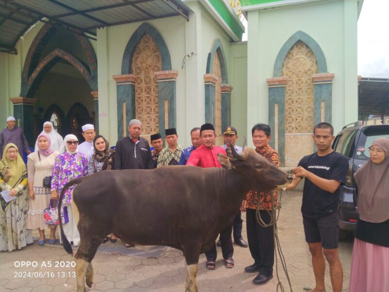 Bupati Toraja Utara, Yohanis Bassang, diwakili Sekda Torut Salvius Pasang saat menyerahkan hewan Qurban jenis sapi di halaman Masjid Nuruttaqwa Bolu di terima langsung oleh imam Masjid Rusli Kadir,. S.Ag, M.Ag di halaman Masjid Nuruttaqwa Bolu di lorong pegadaian, Kelurahan Tallunglipu, Kecamatan Rantepao, Kabupaten Toraja Utara, Minggu 16 Juni 2024 siang. Foto Dok:( Erlin/inspirasipos.com).