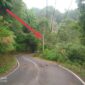 Kabel Jaringan Tegangan Menengah (JTM) yang tertimpa pohon di Jalan Poros Buntao-Rantebua, Kelurahan Tallangsura, Kecamatan Buntao, Kamis (10/10/2024) pagi. Foto Dok: Redaksi.