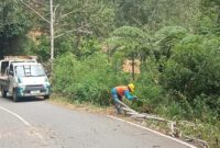 Foto open camera lokasi pembersihan Kabel JTM oleh Tim Yantek ULP PLN Rantepao. Nampak tim Yantek lakukan pembersihan di lokasi tumbangnya pohon yang menimpa jaringan Kabel JTM. Foto Dok: Handover.
