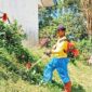 Kepala sekolah SMPN 1 Denpina melaksanakan pemotongan rumput agar tercipta lingkungan yang rapih dan indah. Foto: Redaksi.