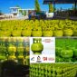 Foto Ilustrasi Gas LPG 3 Kg di Stasiun Pengisian Elpiji (SPBE). Dok: Ist.