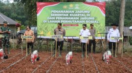 Penanaman jagung serentak dihadiri Forkopimda. Foto Dok: Handover
