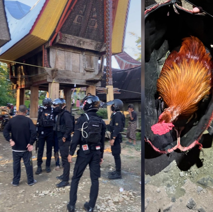 Satua perintis Polres Torut saat melakukan pengerebekan dan pembubaran judi sabung ayam di Lembang Tondon Matallo, Kecamatan Tondon, Kabupaten Toraja Utara, Sulawesi Selatan, Kamis (17/07/2025) sore. Foto Dok: Humas Polres Torut.