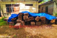 Kayu Jenis Uru' barang bukti yang diduga hasil pembalakan liar di Kawasan Hutan Lindung, Lembang Pulu-pulu, Kecamatan Buntu Pepasan, Kamis (28/8/2025) sore. Foto Dok: Redaksi/inspirasipos.com