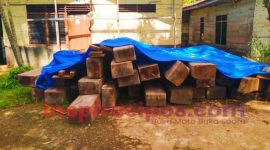 Kayu Jenis Uru' barang bukti yang diduga hasil pembalakan liar di Kawasan Hutan Lindung, Lembang Pulu-pulu, Kecamatan Buntu Pepasan, Kamis (28/8/2025) sore. Foto Dok: Redaksi/inspirasipos.com