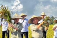 Kantor Pertanahan (Kantah) Kabupaten Gianyar, Kementerian Agraria dan Tata Ruang/Badan Pertanahan Nasional (ATR/BPN), Provinsi Bali, menyelenggarakan kegiatan Panen Padi Sehat (Organik) Subak Gunung Jimbar Kelod Desa Petak Kecamatan Gianyar, Rabu (3/9). (Foto: Humas BPN Gianyar)