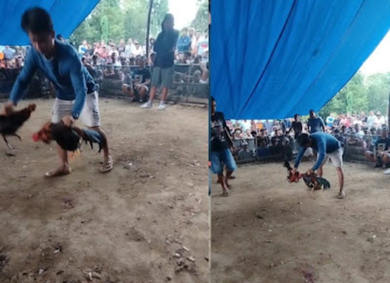 Nampak pelaku judi sabung ayam tengah mempertandingkan ayam aduanya di Kecamatan Bahadopi, Kabupaten Morowali, Sulteng. Foto Dok: Ist
